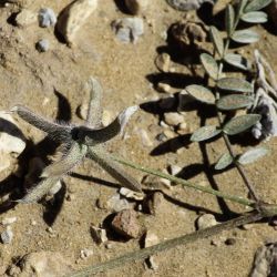 Astragalus stella