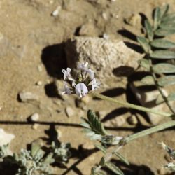 Astragalus stella