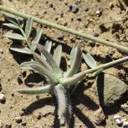 Astragalus stella