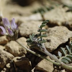 Astragalus stella