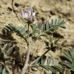 Astragalus stella