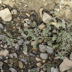 Astragalus stella