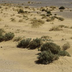 Astragalus trigonus