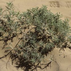 Astragalus trigonus