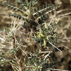 Astragalus trigonus