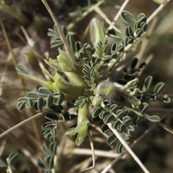 Astragalus trigonus