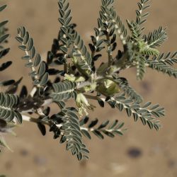 Astragalus trigonus