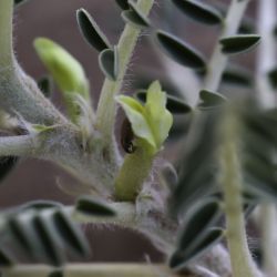 Astragalus trigonus