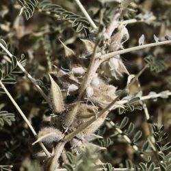 Astragalus trigonus