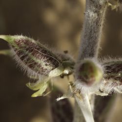 Astragalus trigonus