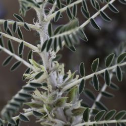 Astragalus trigonus