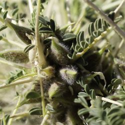 Astragalus trigonus
