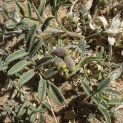 Astragalus vogelii