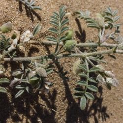 Astragalus vogelii