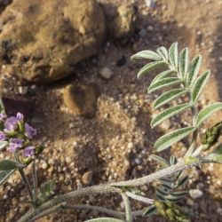 Astragalus vogelii