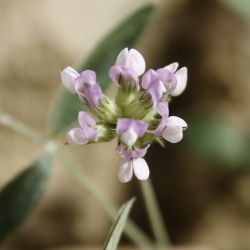 Bituminaria bituminosa