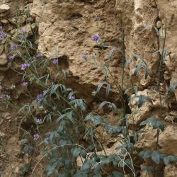 Bituminaria bituminosa