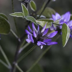 Bituminaria bituminosa