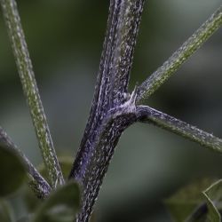 Bituminaria bituminosa