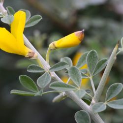 Calicotome villosa