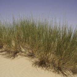 Calobota saharae