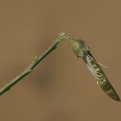 Calobota saharae