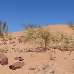 Calobota saharae