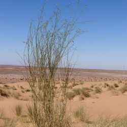 Calobota saharae