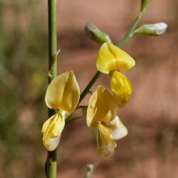 Calobota saharae