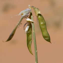 Calobota saharae