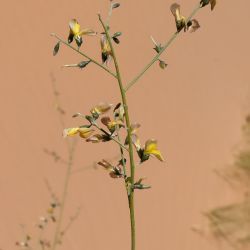 Calobota saharae