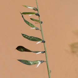 Calobota saharae