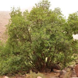 Ceratonia siliqua