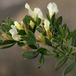 Chamaecytisus mollis