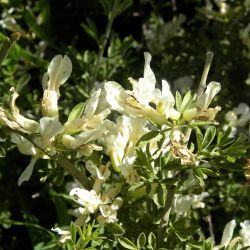 Chamaecytisus mollis