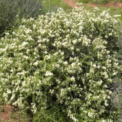 Chamaecytisus mollis