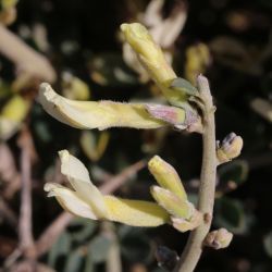 Chamaecytisus mollis