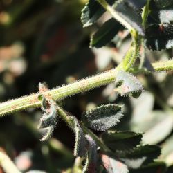 Cicer arietinum
