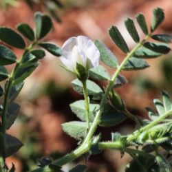 Cicer arietinum