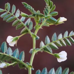 Cicer arietinum