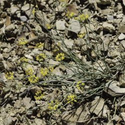 Coronilla juncea subsp. juncea