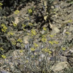 Coronilla juncea subsp. juncea