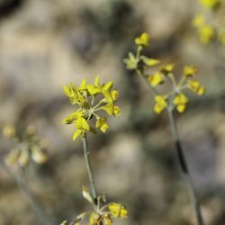 Coronilla juncea subsp. juncea