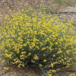 Coronilla juncea subsp. juncea