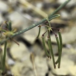 Coronilla juncea subsp. juncea