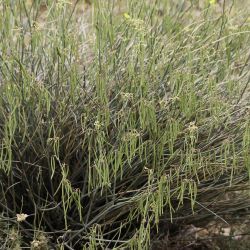 Coronilla juncea subsp. juncea