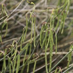 Coronilla juncea subsp. juncea