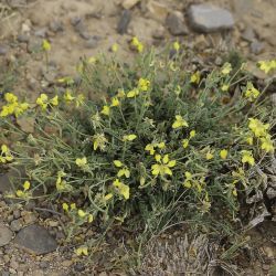 Coronilla minima subsp. lotoides