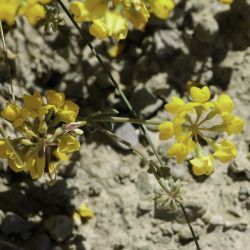 Coronilla minima subsp. lotoides