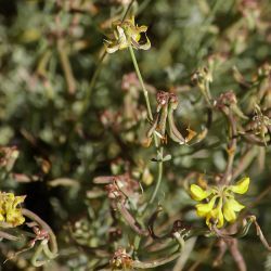 Coronilla minima subsp. lotoides